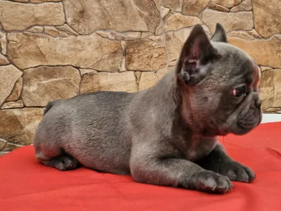 French Bulldog - Berta