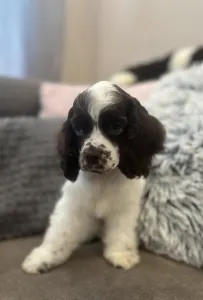 Amerikai cocker spániel - Churro Of Your Brilliand Diamond