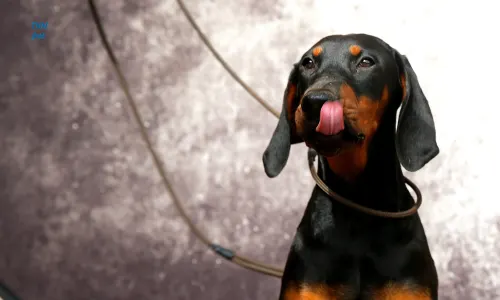 Dobermann - Csipőke