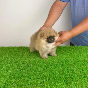 Pomeranian - Horace