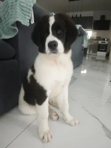 Landseer - Aslan