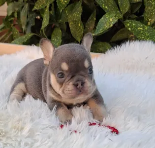 French Bulldog - Dottie