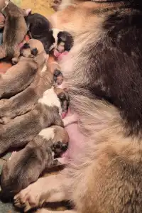 Pembroke Welsh Corgi - Picurka