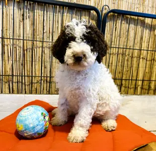 Lagotto Romagnolo - Gruffi Gummi