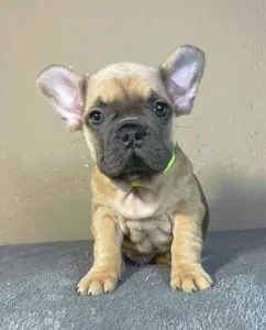 French Bulldog - Caroline