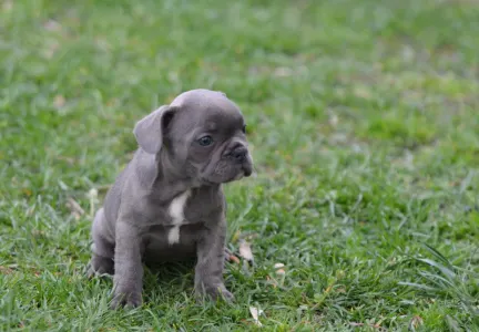 Bouledogue français - Madeleine 