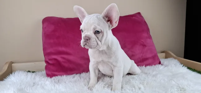 Francia bulldog - Myra