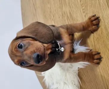 Dachshund - Athos The Brave