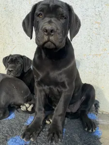 Cane Corso Italiano - Cassiopeia’s Pearl Zakopane