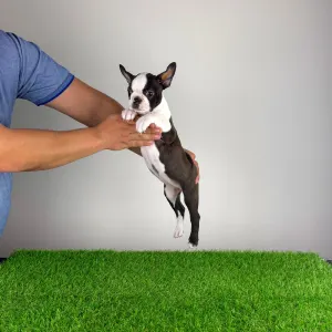 Boston Terrier - Domina 