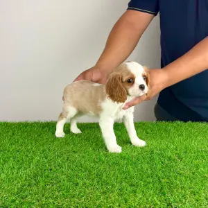 Cavalier King Charles Spaniel - Vila