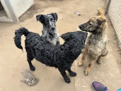 Mudi - Azúrkék-ragyogás Szikra