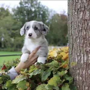 Welsh Corgi Cardigan - Abba Rossie Ebonit Exclusive
