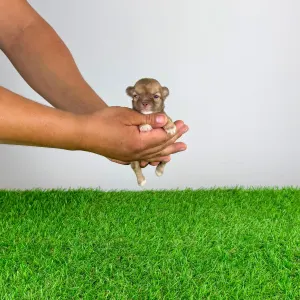 Chihuahua - Kamill