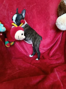 Boston Terrier - Émy