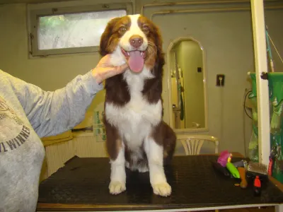 Berger australien - Cool Chokolate Baby