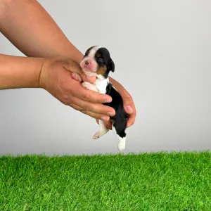 Кавалер кинг-чарльз-спаниель - Mirjam