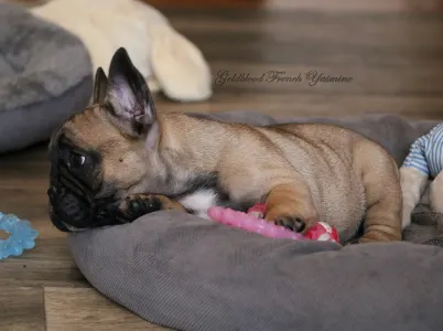 Francia bulldog - Yasmine 