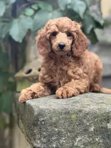 Caniche Moyen - Biscuit