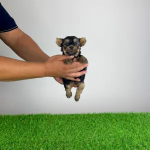 Yorkshire Terrier - Emios