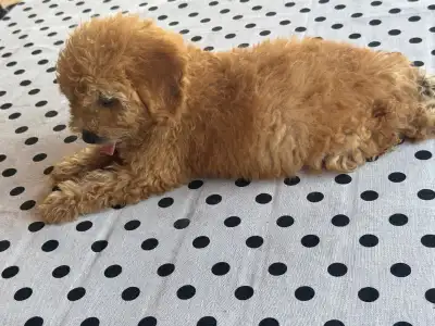 Poodle Toy - Fahéj