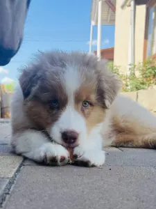 Berger australien - Bentley