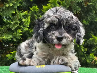 Cavapoo - Merida