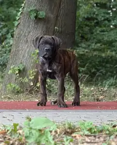 Cane Corso Italiano - Apollon