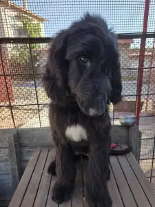 Afghan Hound - Abel ‘zar Rahima