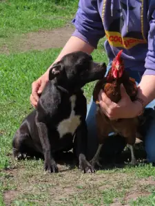 Staffordshire Bull Terrier - Dailos Slingblade