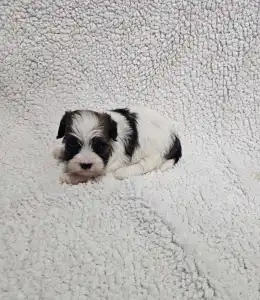 Bichon havanais - Maggie