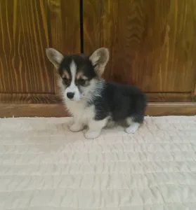 Welsh Corgi Pembroke - Dexter