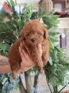 Caniche Toy - Pudel Toy F