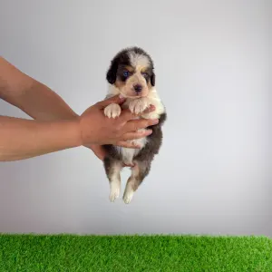 Australian Shepherd - Dirk