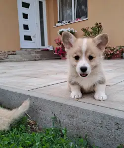 Welsh Corgi Pembroke - Charlotte
