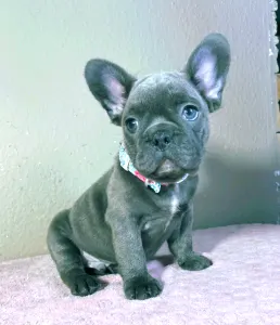 French Bulldog - Brad