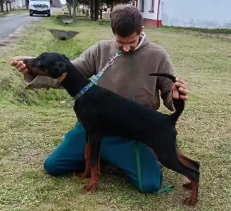 Dobermann - Johnson 