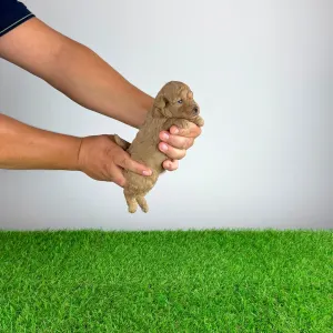 Pudeli de jucarie si pitici - Bunny