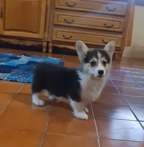 Welsh Corgi Pembroke - Dexter