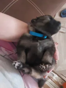 Wolfsspitz - Silver Whirl Boston Pride