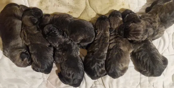 Mastiff brazilian - Jose, Joao, Joshua, Julio