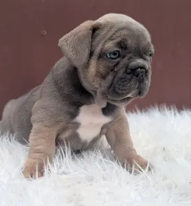 Buldog francuski - Jamie