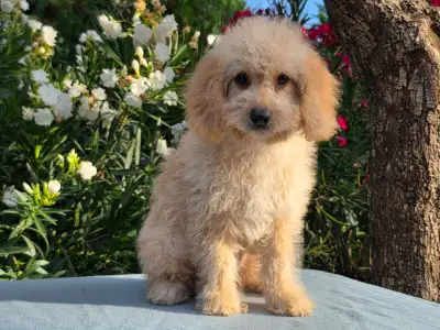 Cavapoo - Frakk