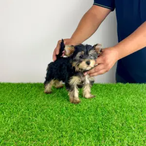 Yorkshire Terrier - Dora