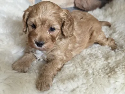Cavapoo - Silk