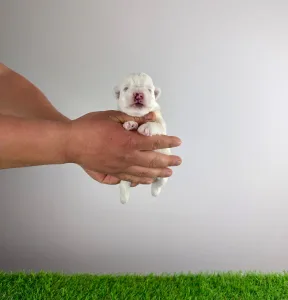 West Highland White Terrier - Jogi