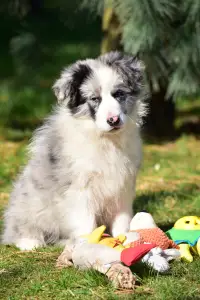 Border Collie - Enigma 