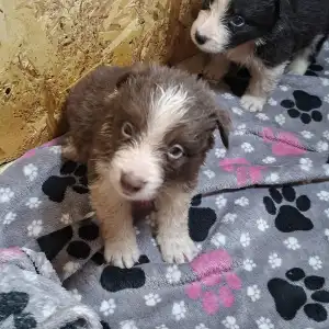 Border Collie - Dazzling Borders Beyond Dreams