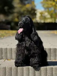 Englischer Cocker Spaniel - Star