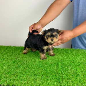 Yorkshire Terrier - Alpur